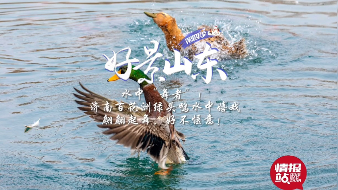 果然视频·好景山东|济南百花洲绿头鸭水中嬉戏翩翩起舞，好惬意