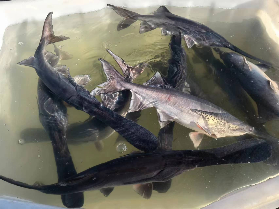 鸭嘴鲟丰收,实现生态经济效益双丰收