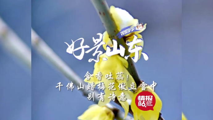 果然视频·好景山东|济南千佛山公园蜡梅花傲立雪中，别有诗意！