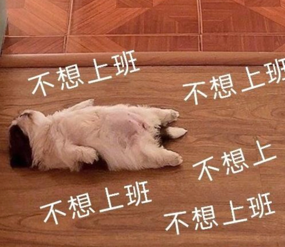 连动物园的小老虎也在睡懒觉-齐鲁晚报网