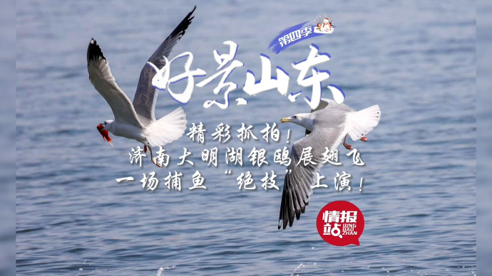 果然视频·好景山东|济南大明湖银鸥飞舞，一场捕鱼“绝技”上演