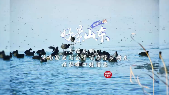 果然视频·好景山东|济南澄波湖白骨顶鸡水中游，携家带口好惬意