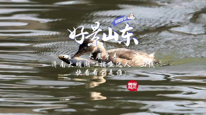 果然视频·好景山东|济南大明湖“捕鱼达人”上线，快看看它是谁