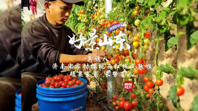 果然视频·好景山东|济南宋家村樱桃西红柿成熟啦！红彤彤超可爱