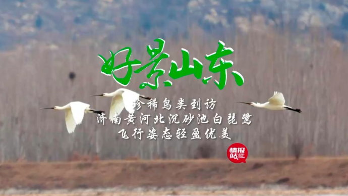 果然视频·好景山东|济南黄河北现珍稀鸟类白琵鹭，姿态轻盈优美