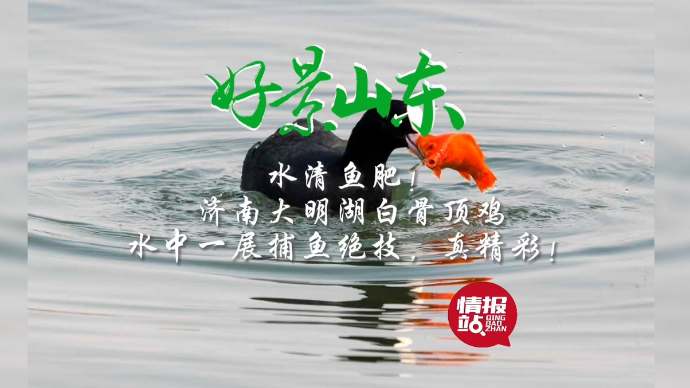 果然视频·好景山东|济南大明湖白骨顶鸡一展捕鱼绝技，真精彩！