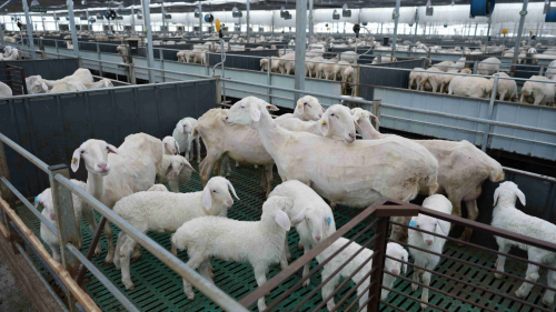 易游娱乐城- YY易游体育官方网站- 易游体育APP【蚌埠 畜禽饲养员招聘】-固镇牧原农牧有限公司蚌埠招聘信息-猎聘