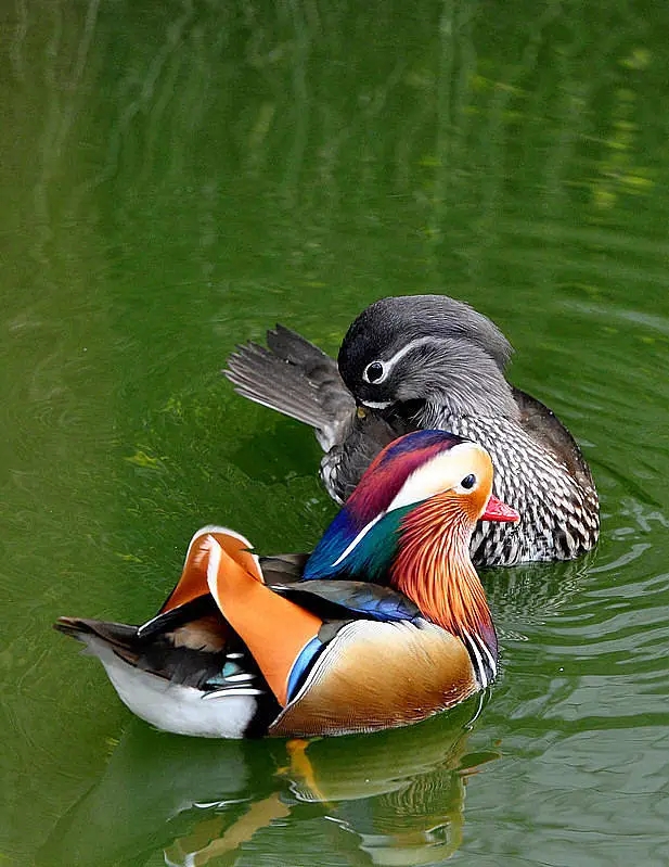 蒲苇戏双鸳.漱鸦弹玉,水帘低枕栏萱.茑萝蔓簇,碧柳风荷