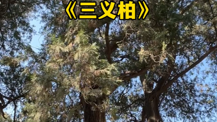 果然视频丨弘扬传统文化，讲好泰山故事——三义柏