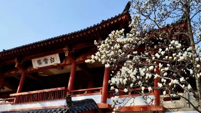 直播济南·春游泉城|济南首波玉兰花绽放枝头，跟随记者赏花去！