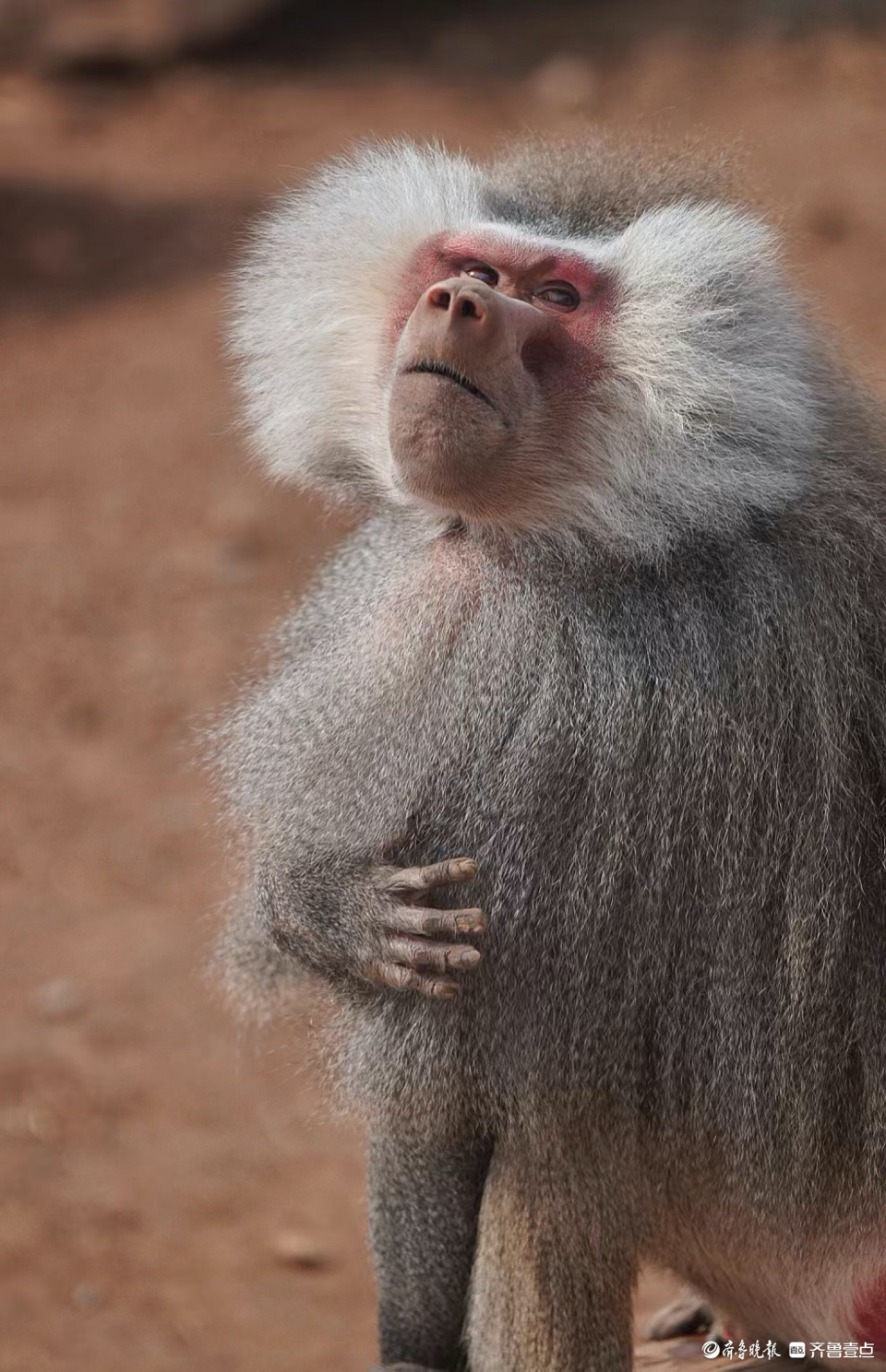 济南野生动物世界,"做鬼脸"的狒狒-齐鲁晚报·齐鲁壹点