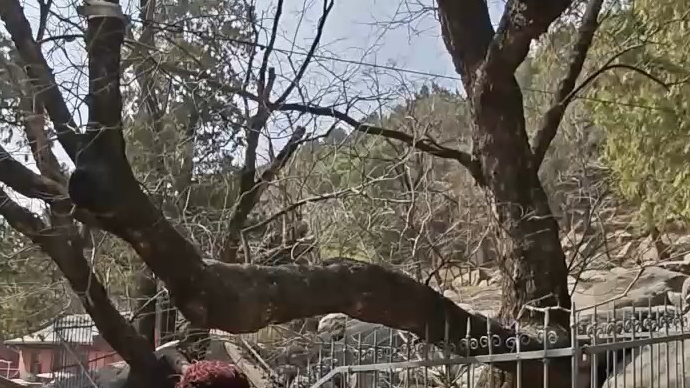 果然视频丨弘扬传统文化，讲好泰山故事——《卧龙槐》