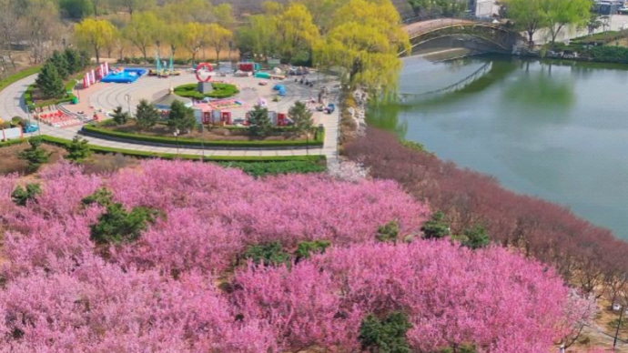 飞越泰安·航拍泰山丨樱梅怒放！泰安凤凰湖公园美若仙境