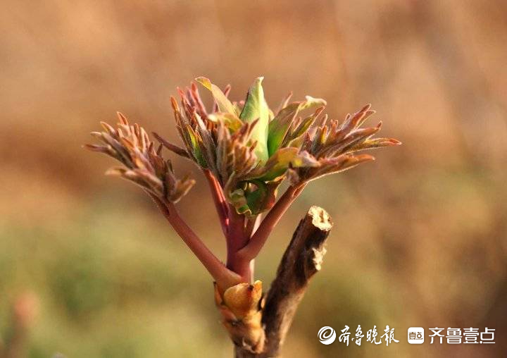 今年花神起早了,济南市区的露天牡丹已含苞待放 