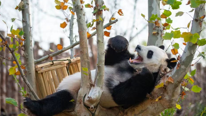 直播济南|多地掀起“国宝热”！记者实探济南野生动物世界熊猫馆
