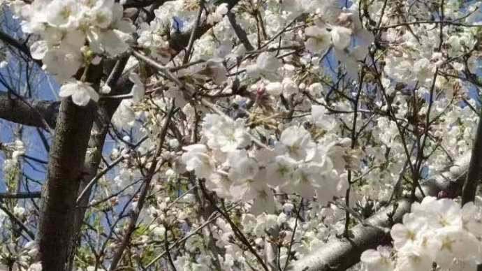 直播济南·春游济南|又是樱花烂漫时！一起去解放东路看樱花吧