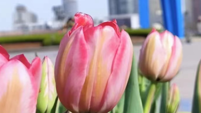 直播济南·春游泉城｜独属济南的浪漫！泉城广场郁金香初开