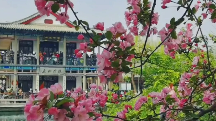 果然视频·跟着旅发大会游山东|阳春三月，绝美花事“樱”你而来