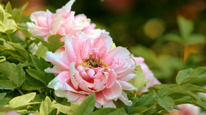 视频|菏泽宣传片②