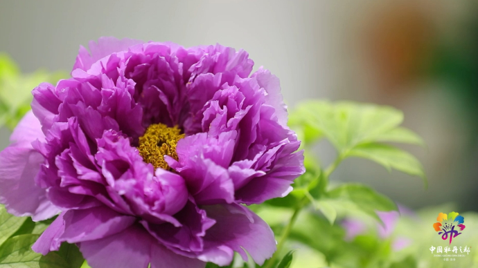 视频|菏泽宣传片④