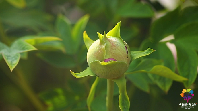 视频|菏泽宣传片⑥