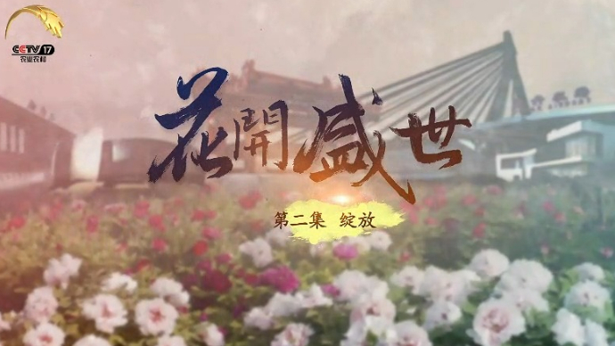 视频|《菏泽牡丹》第二集