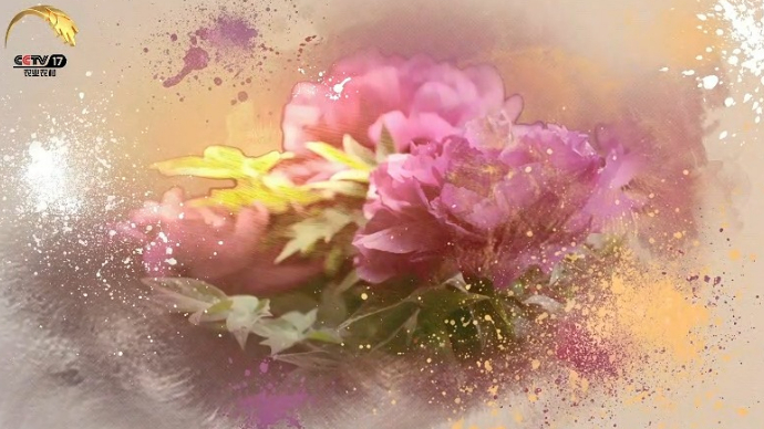 视频|《菏泽牡丹》第三集