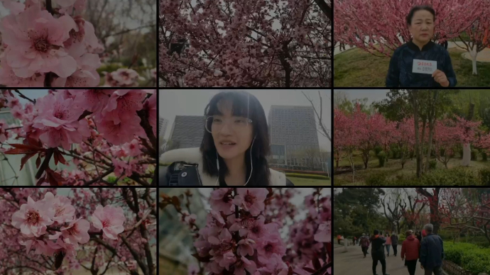 “花”样泉城VLOG|俏也来争春！花中“混血儿”美人梅知多少