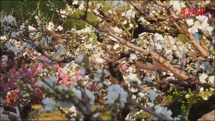 果然视频｜洒金碧桃色彩变幻，济南最美碧桃园进入盛花期
