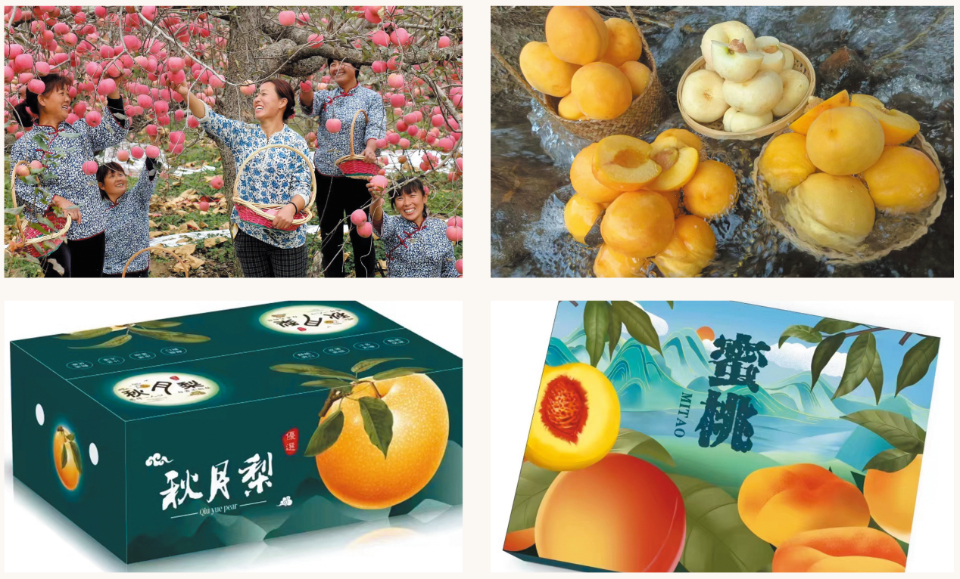 齐鲁军创丨蒙阴县南晏子村果树种植合作社