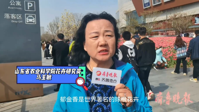 “花”样泉城VLOG｜济南郁金香盛放，你了解这位“网红”吗？
