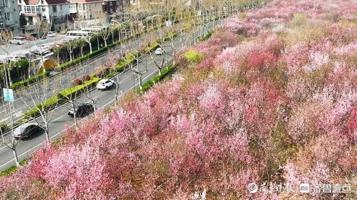 济南市区内的“世外桃源”：旅游路佛慧山下近百亩桃花盛开