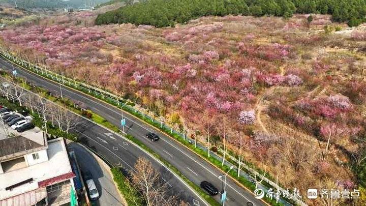 济南市区内的“世外桃源”：旅游路佛慧山下近百亩桃花盛开