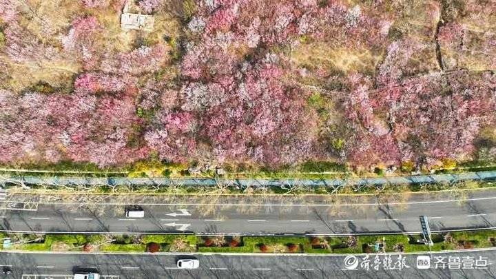 济南市区内的“世外桃源”：旅游路佛慧山下近百亩桃花盛开