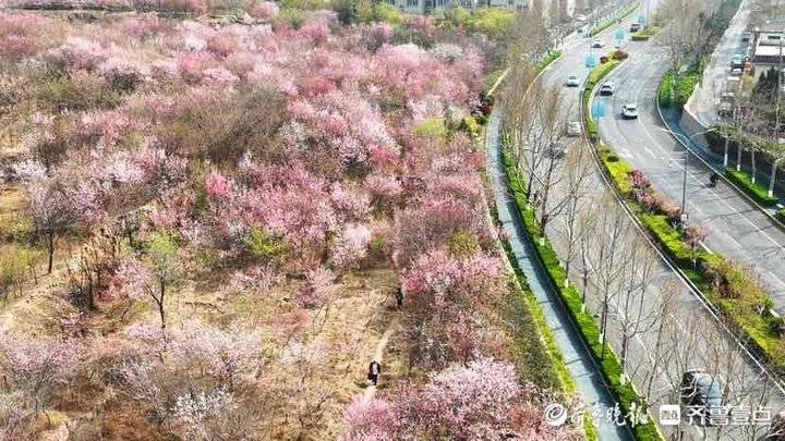 济南市区内的“世外桃源”：旅游路佛慧山下近百亩桃花盛开