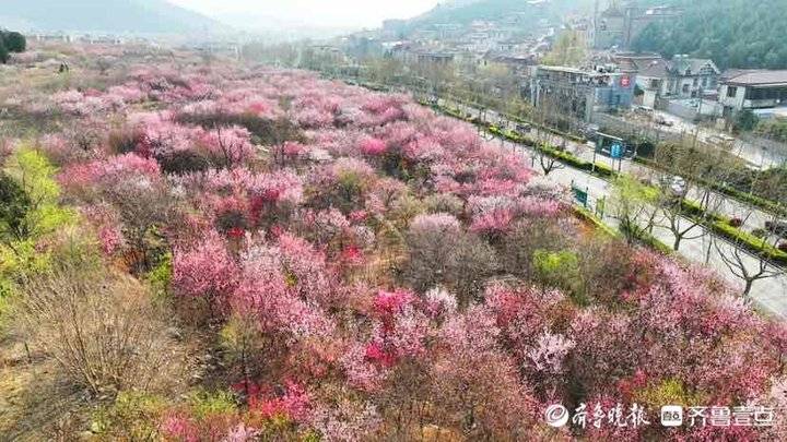 济南市区内的“世外桃源”：旅游路佛慧山下近百亩桃花盛开