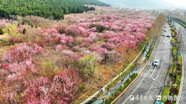 济南市区内的“世外桃源”：旅游路佛慧山下近百亩桃花盛开