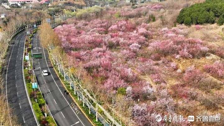济南市区内的“世外桃源”：旅游路佛慧山下近百亩桃花盛开
