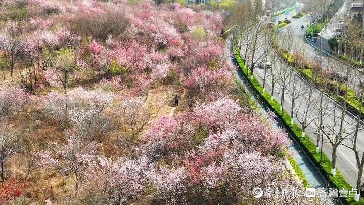 济南市区内的“世外桃源”：旅游路佛慧山下近百亩桃花盛开