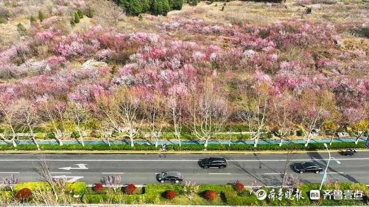 济南市区内的“世外桃源”：旅游路佛慧山下近百亩桃花盛开