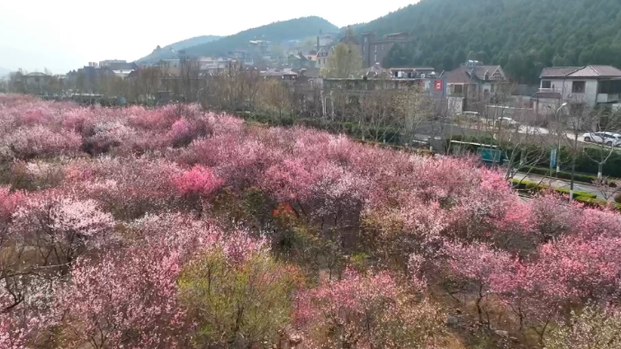 果然视频|济南旅游路佛慧山下，大片桃花进入盛花期