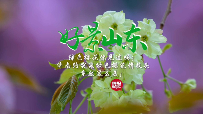 果然视频·好景山东|济南趵突泉绿樱花悄然绽放，俏丽枝头惹人醉