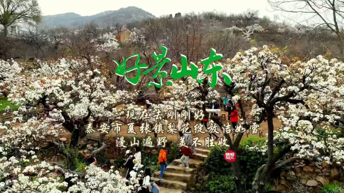 果然视频·好景山东|泰安夏张镇梨花盛开洁如雪，如诗如画醉游人