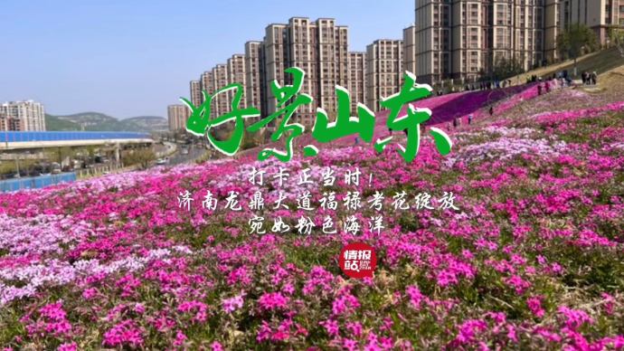 果然视频·好景山东|济南龙鼎大道福禄考花绽放，宛如粉色海洋！