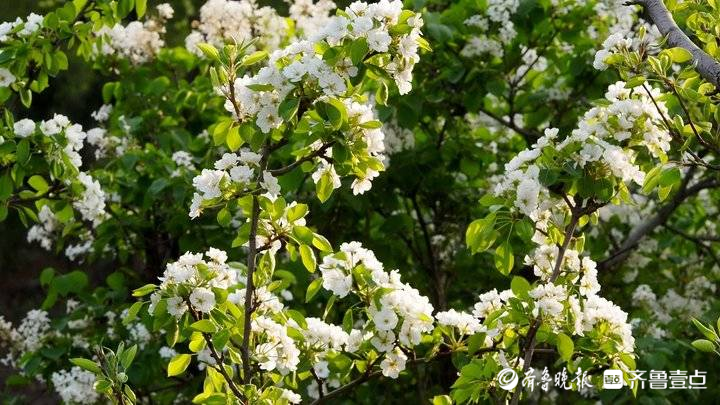 进入盛花期！济南千佛山梨园白花朵朵美不胜收
