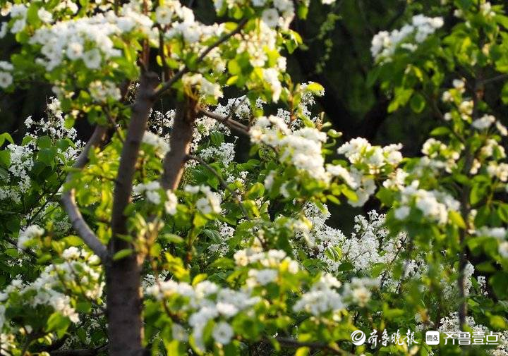 进入盛花期！济南千佛山梨园白花朵朵美不胜收
