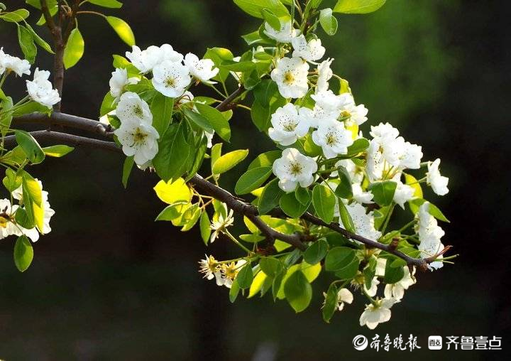 进入盛花期！济南千佛山梨园白花朵朵美不胜收