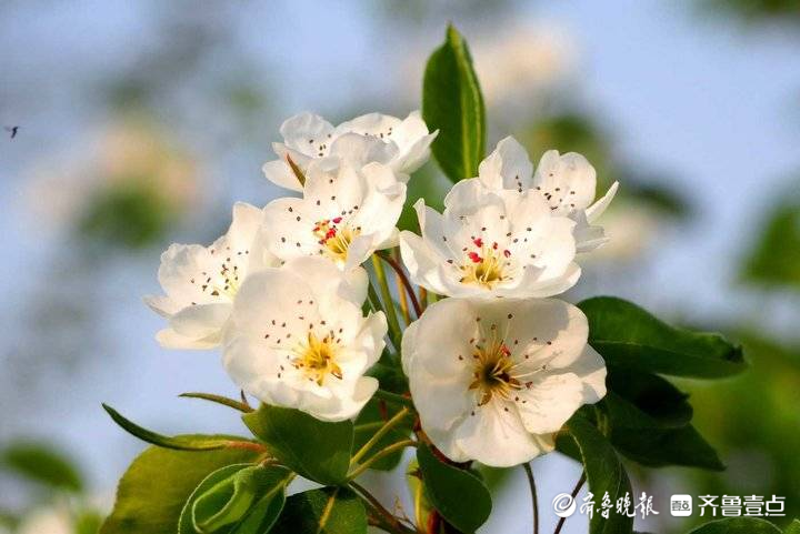 进入盛花期！济南千佛山梨园白花朵朵美不胜收