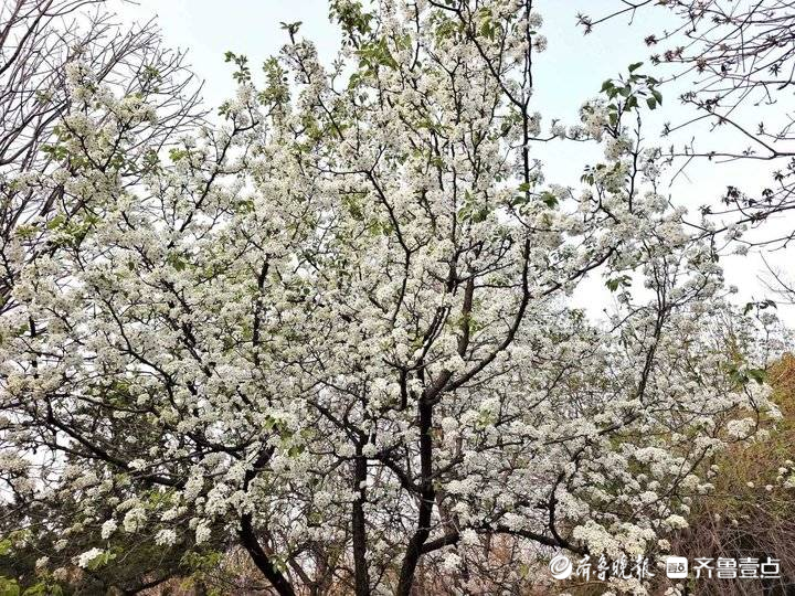 进入盛花期！济南千佛山梨园白花朵朵美不胜收