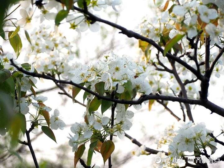 进入盛花期！济南千佛山梨园白花朵朵美不胜收